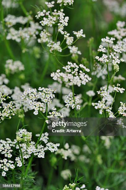 Caraway / Meridian fennel / Persian cumin in flower, native to western Asia, Europe and Northern Africa.