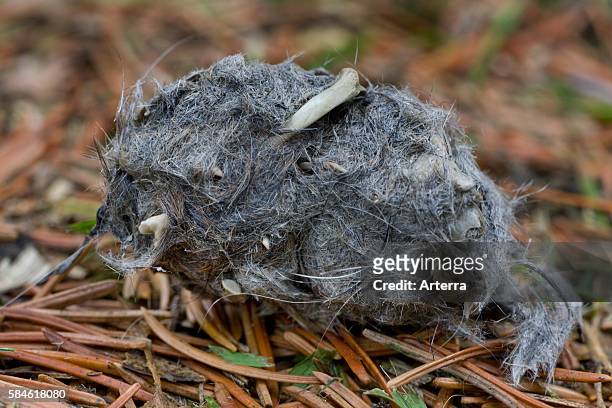 Regurgitated pellet of Long-eared owl in forest showing bones and fur of mice, Belgium.