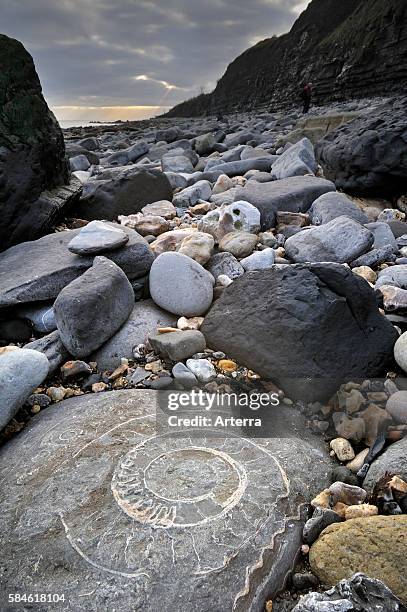 Large ammonite fossil embedded in rock on beach at Pinhay Bay near Lyme Regis along the Jurassic Coast, Dorset, southern England, UK.