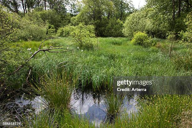 Moorland at the High Fens / Hautes Fagnes nature reserve in the Belgian Ardennes, Belgium.