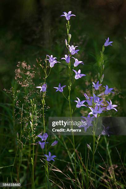 Rover Flower The Wild Rover Photos and Premium High Res Pictures - Getty Images