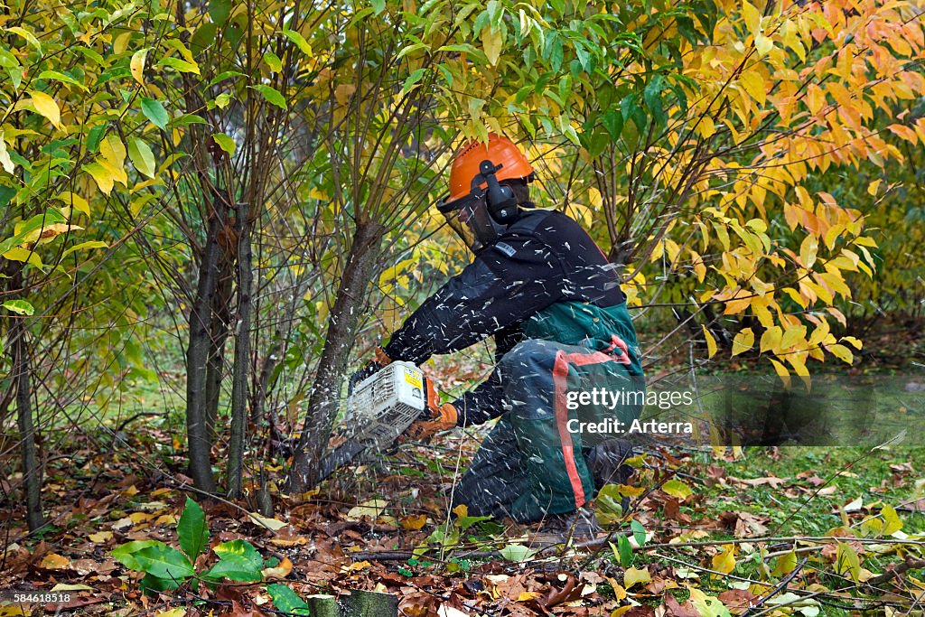 Forester controlling invasive wild black cherry (Prunus serotina) with chain saw in forest of nature reserve