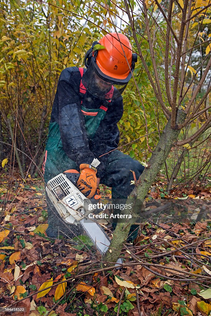 Forester controlling invasive wild black cherry (Prunus serotina) with chain saw in forest of nature reserve