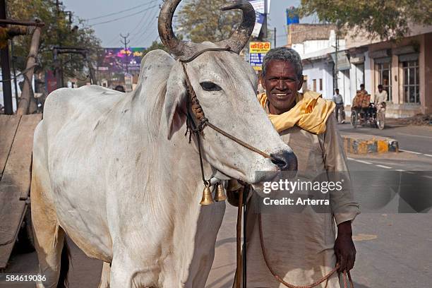 Man with holy zebu cow in street at Mathura, Uttar Pradesh, India.