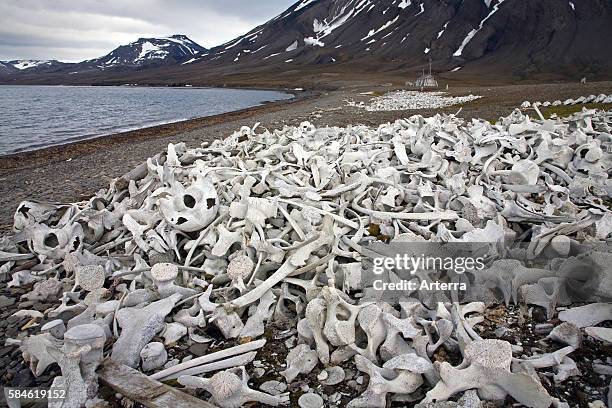 Old bleached whale bones in the Hornsund, Svalbard, Spitsbergen, Norway.