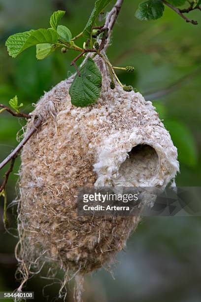 European Penduline Tit nest in tree, Germany.