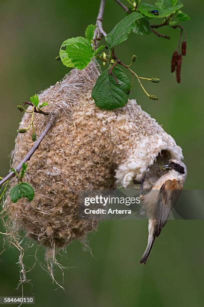 European Penduline Tit building nest in tree, Germany.