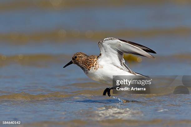 Sanderling wading in shallow water on beach, Wadden Sea, Germany.