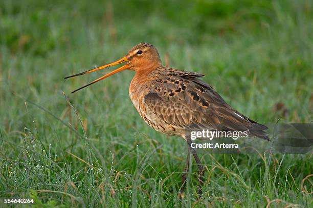 Black-tailed godwit calling in meadow near Oosterend, Texel, the Netherlands.