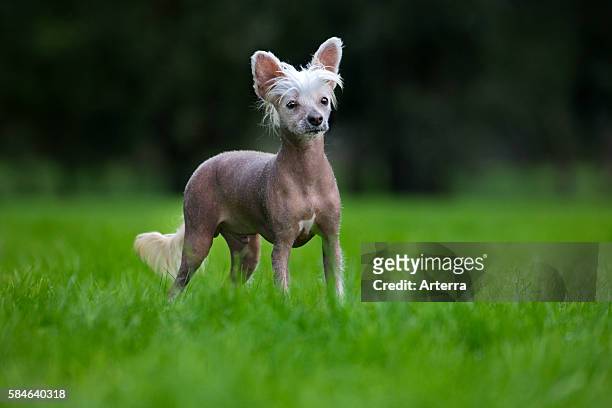 Chinese crested dog in garden.
