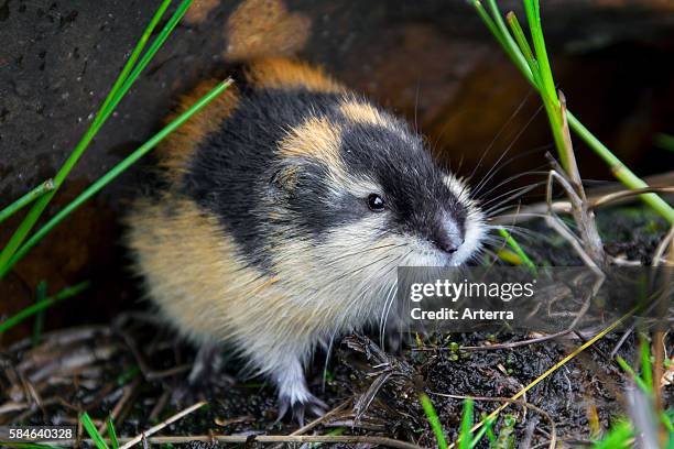 Norway lemming leaving burrow under rock on the tundra, Lapland, Sweden.