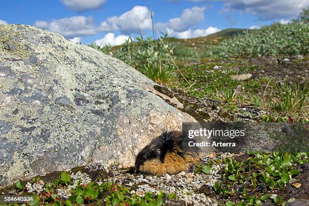 Norway lemming on the tundra, Lapland, Sweden.