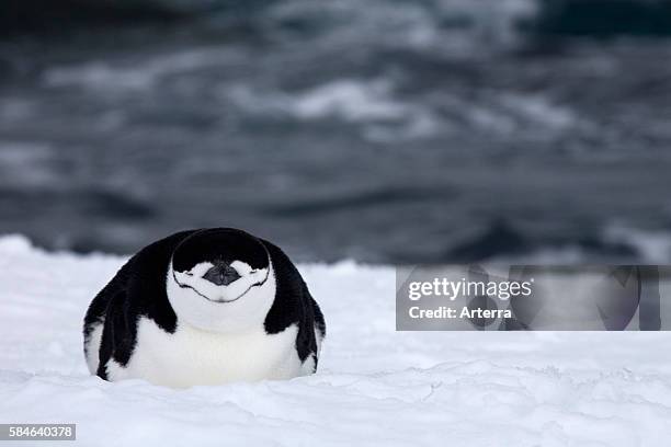 Chinstrap penguin sleeping in the snow, Yankee Harbour, South Shetland Islands, Antarctica.