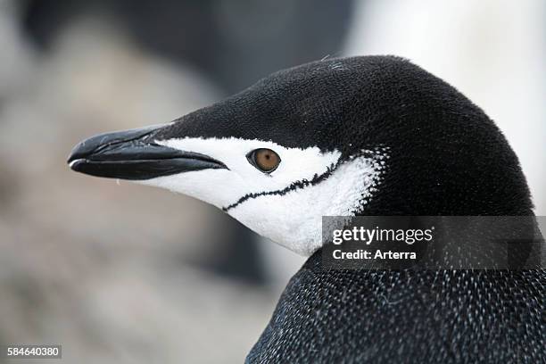 Chinstrap Penguin Penguin Island Antarctica Photos And Premium High Res chinstrap-penguin-penguin-island-antarctica-photos-and-premium-high-res