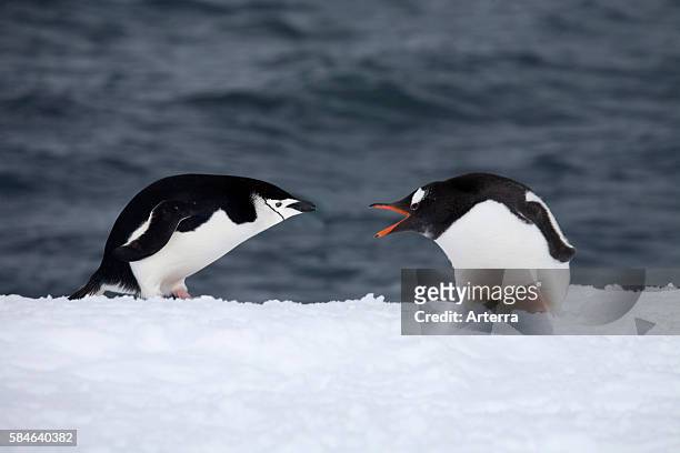 Chinstrap penguin and Gentoo Penguin fighting in the snow, Yankee Harbour, South Shetland Islands, Antarctica.