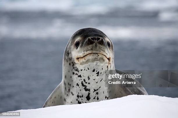 Leopard seal / sea leopard in Paradise Bay, Antarctica.