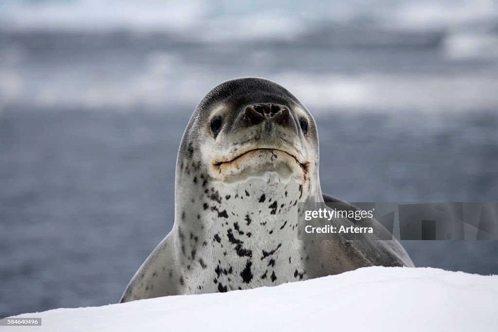 Leopard seal / sea leopard (Hydrurga leptonyx) in Paradise Bay, Antarctica