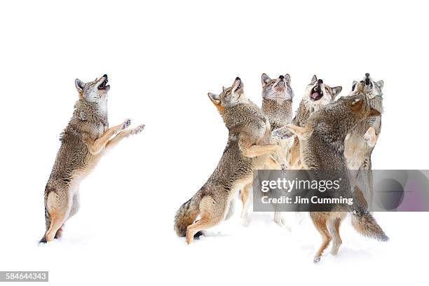 coyote choir - coyote stock pictures, royalty-free photos & images