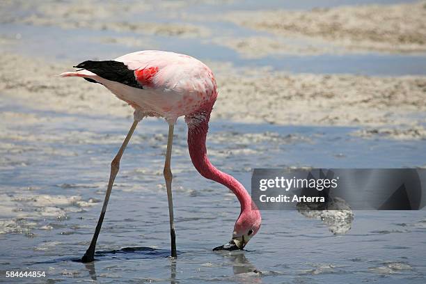 James's Flamingo sifting mud in shallow water at the salt lake Laguna Hedionda, Altiplano, Bolivia.