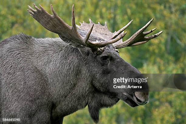 Moose / Eurasian elk in the taiga in autumn, Varmland, Sweden.
