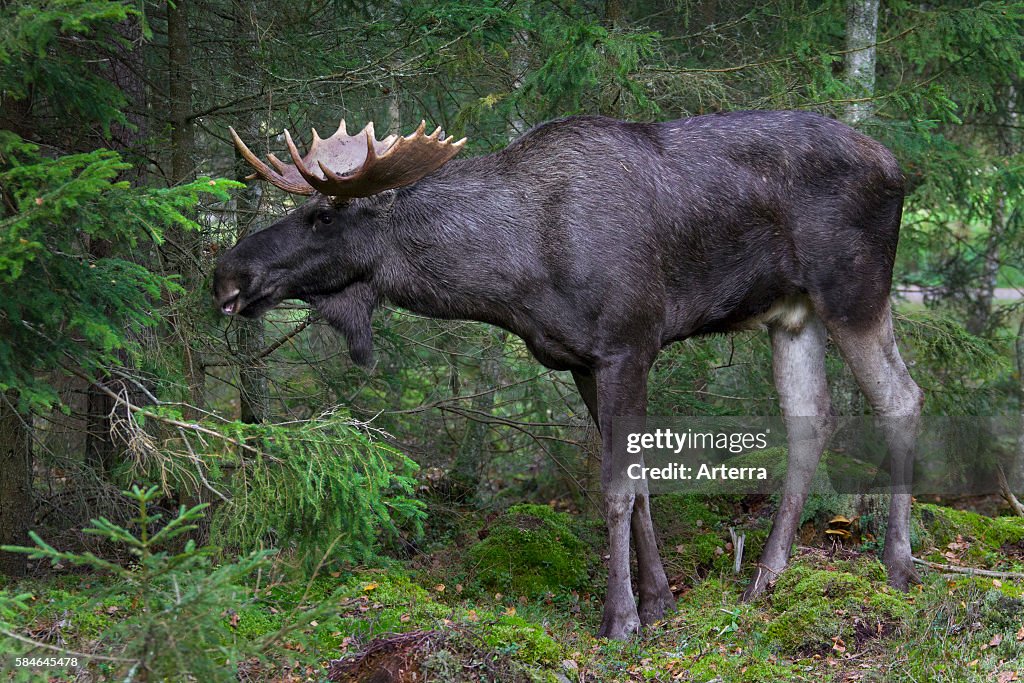 Moose / Eurasian elk in the taiga in autumn, Varmland, Sweden. News Photo -  Getty Images