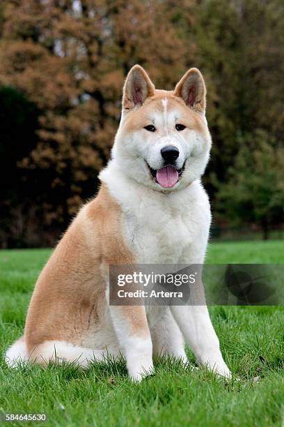 Akita Inu / Japanese Akita dog sitting in garden.