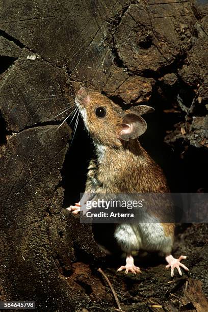 European wood mouse / Common field mouse foraging in tree trunk in forest, Belgium.