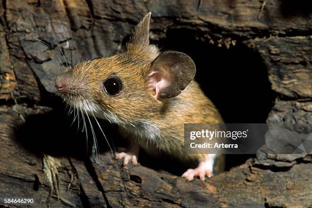 European wood mouse / Common field mouse foraging in tree trunk in forest, Belgium.