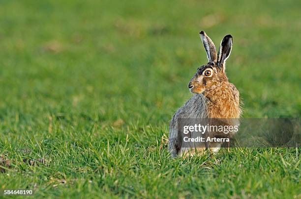 European hare / brown hare sitting in meadow, the Netherlands.