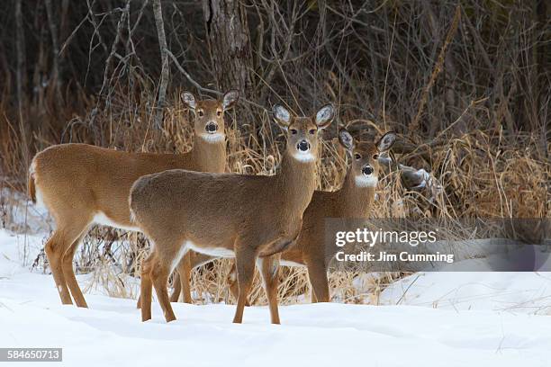 trio of deer - witstaarthert stockfoto's en -beelden