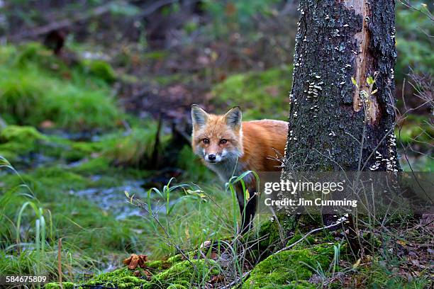 red fox behind tree - red fox stock-fotos und bilder