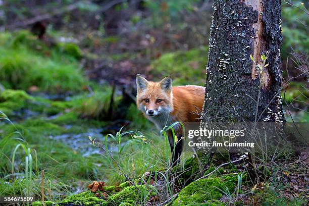 red fox behind tree - fox foto e immagini stock