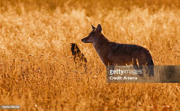 Coyote / prairie wolf and raven standing in tall grass at sunset, Yellowstone National Park, Wyoming, US.