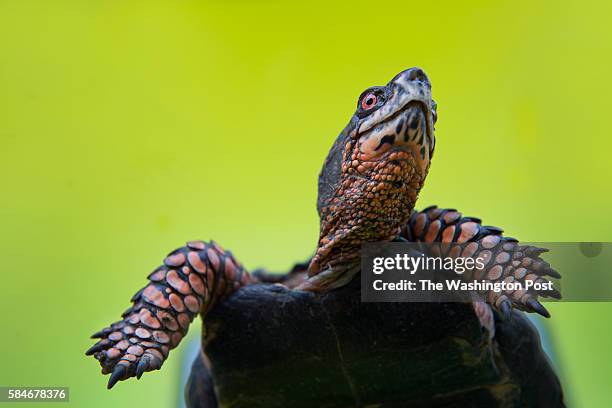 View of a healthy 30-year-old male Eastern Box Turtle who was found in Chevy Chase and brought to City Wildlife in Washington, DC on July 1, 2016....