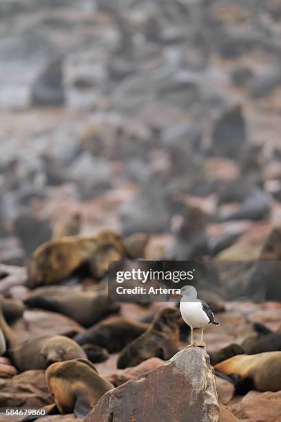 Southern Black-backed Gull / Dominican Gull / Kelp Gull at Cape Fur seal / brown fur seal colony, Namibia.