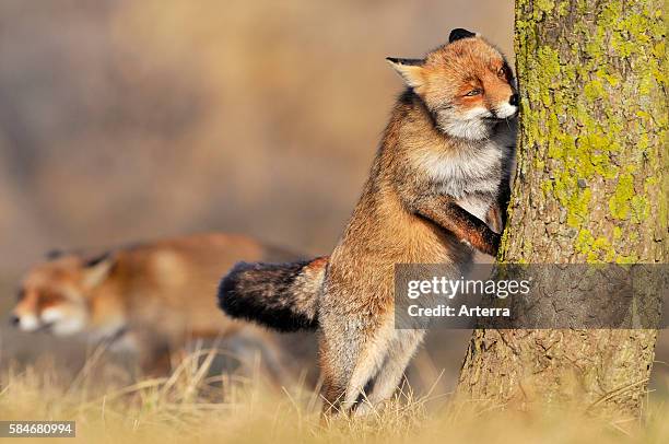 Red fox smelling scent mark on tree trunk, the Netherlands.