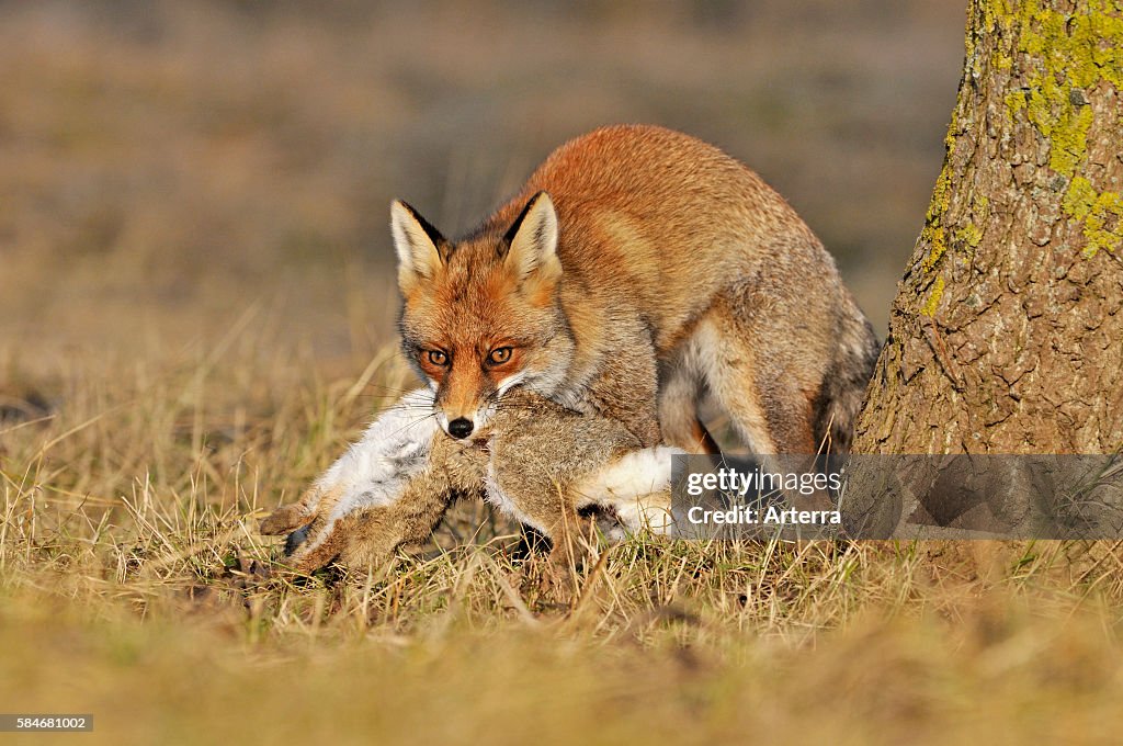Red fox carrying killed rabbit in mouth, the Netherlands. Photo d ...