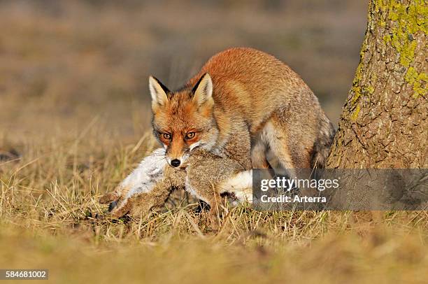 Red Fox Eating Rabbit Red Fox Eating Photos and Premium High Res Pictures - Getty Images