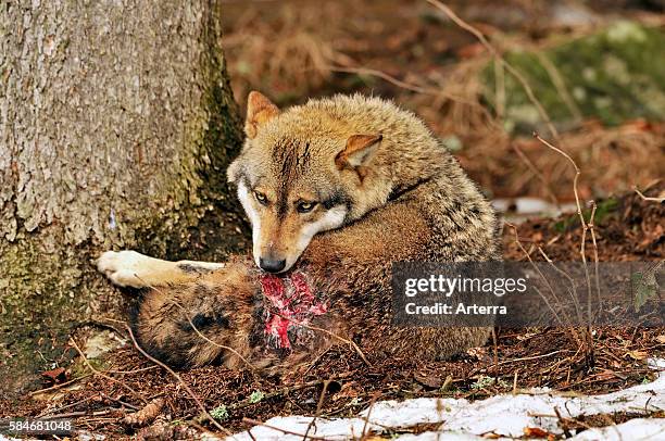 Wounded wolf licking its wounds after territorial fight, Bavarian Forest, Germany.
