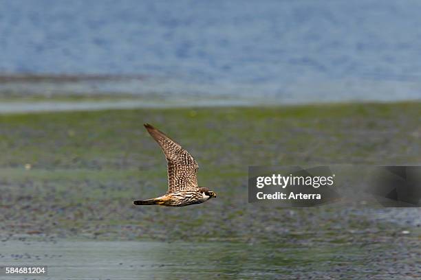 Eurasian Hobby chasing dragonflies above lake, Germany.