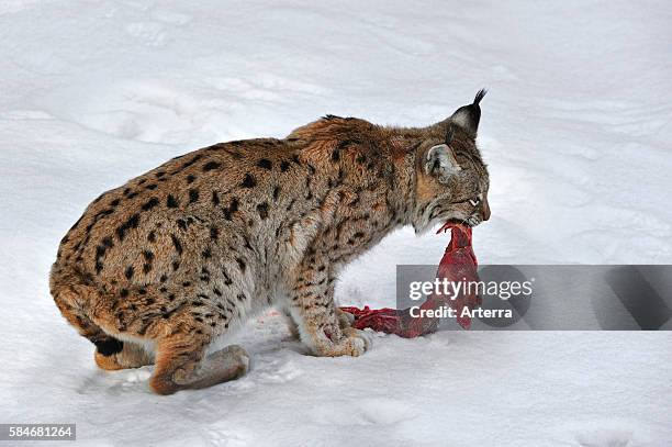 58 What Lynx Eat Stock Photos, High Biology Diagrams