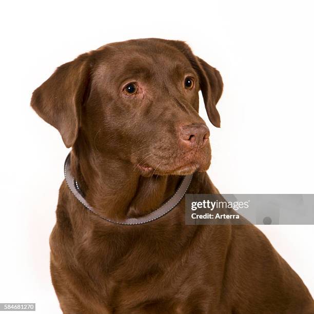 Labrador retriever dog portrait.