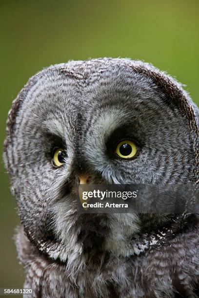Great grey owl / Lapland owl close-up, Dalarna, Sweden.