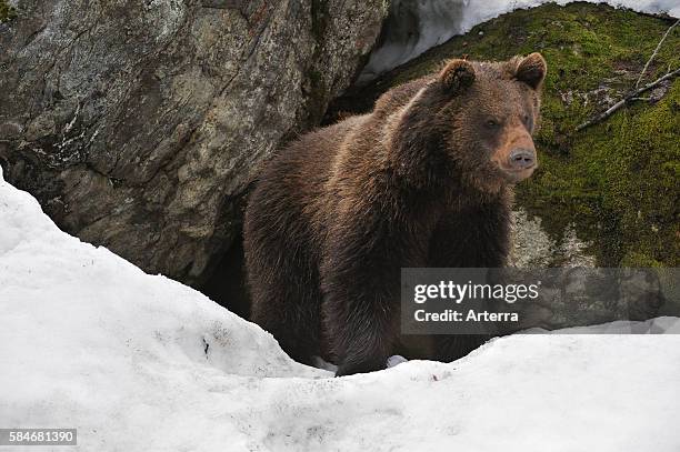 Eurasian brown bear in the snow in early spring emerging from den among rocks in woodland, Bavarian Forest National Park, Germany.