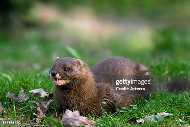 European mink portrait, Germany.