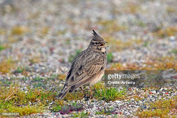 Crested lark male sitting on the ground and calling, Germany.