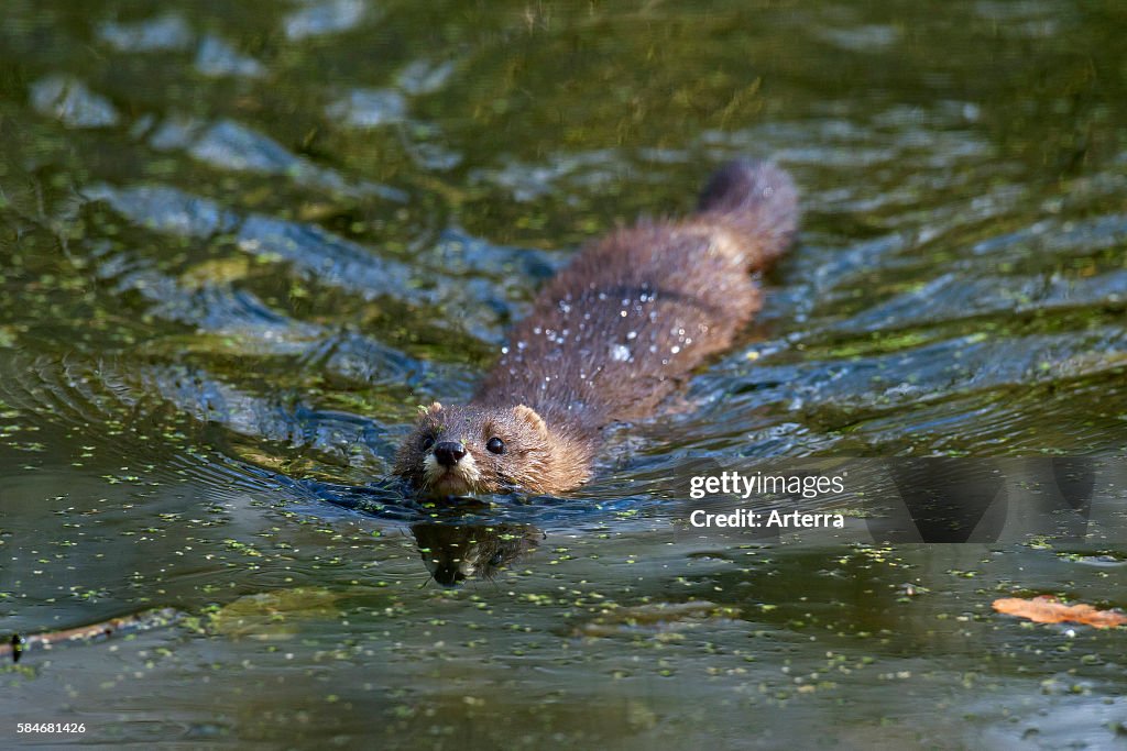 Fish Minkel European mink swimming, Germany. News Photo - Getty Images