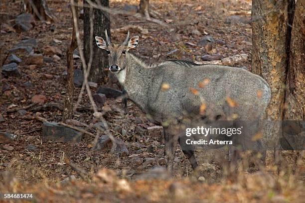 Nilgai in forest in Ranthambore National Park, Sawai Madhopur, Rajasthan, India.