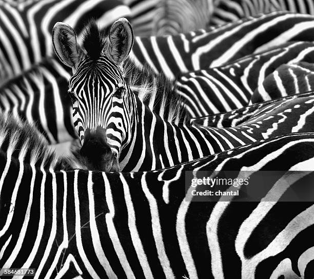 zebra surrounded with black and white stripes - tiere schwarz weiss stock-fotos und bilder