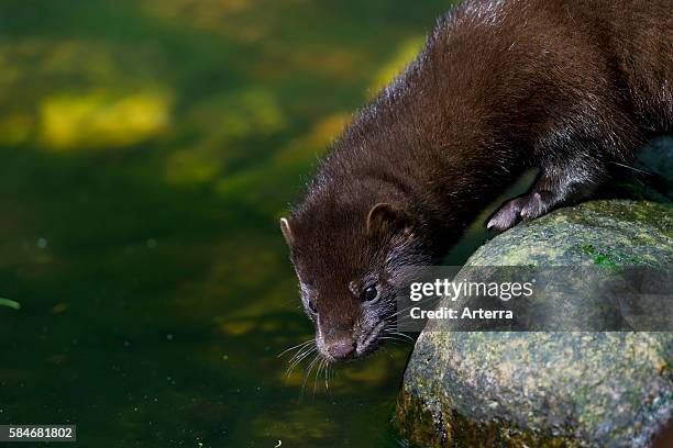 American mink , mustelid native to North America on river bank.